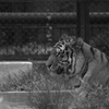 モノクロ動物園①