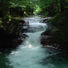 水辺の緑⑤