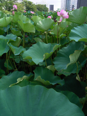 市街地の蓮池②