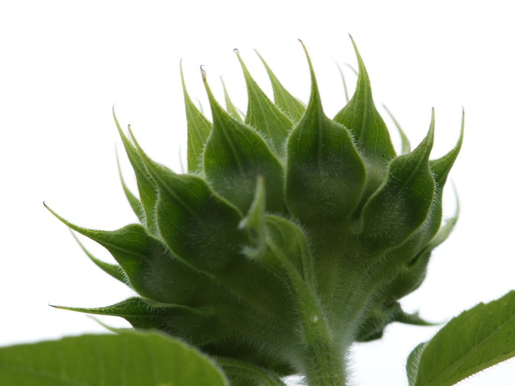 ひまわり畑で②