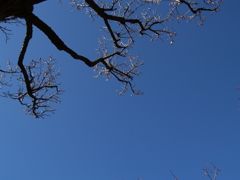 立春の日差し①