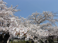 春色の光景①
