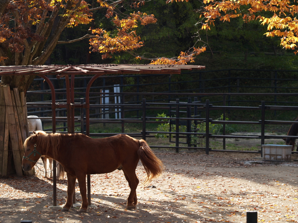 5M機で動物公園③