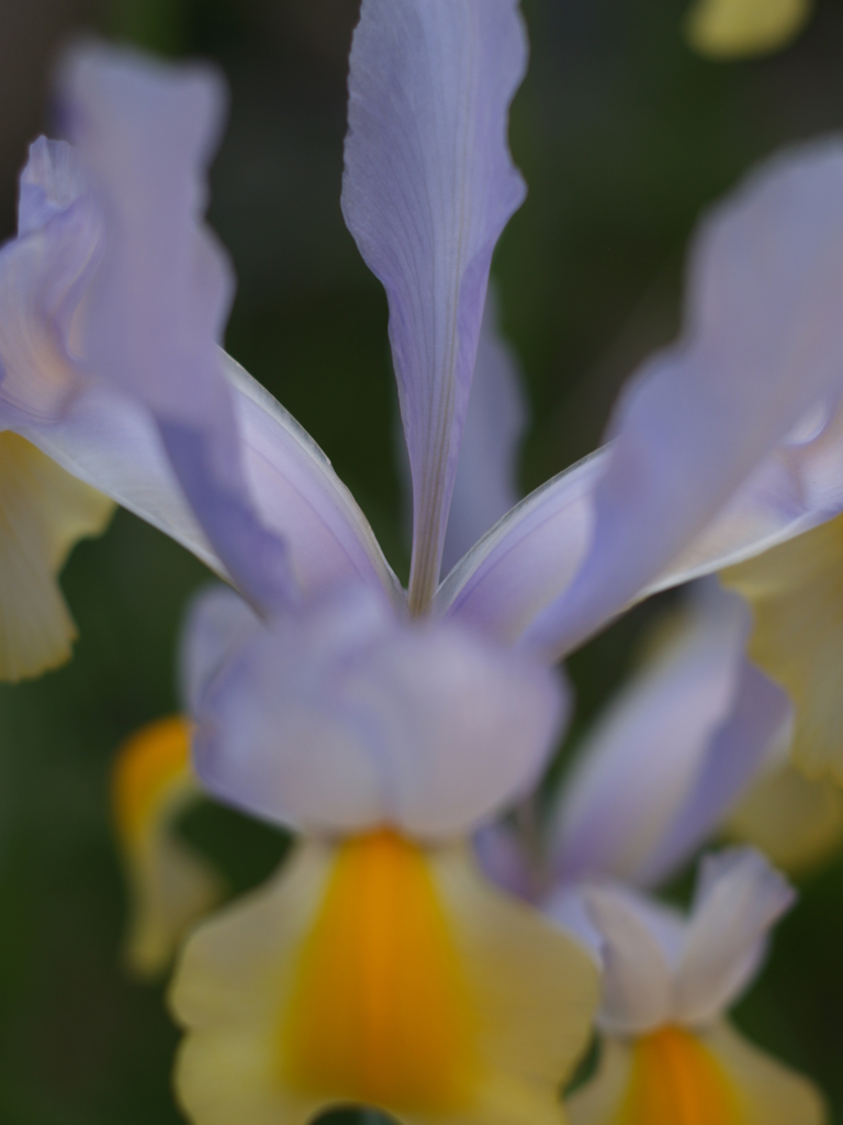 その花に透明感はあるか①