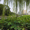 千秋公園①