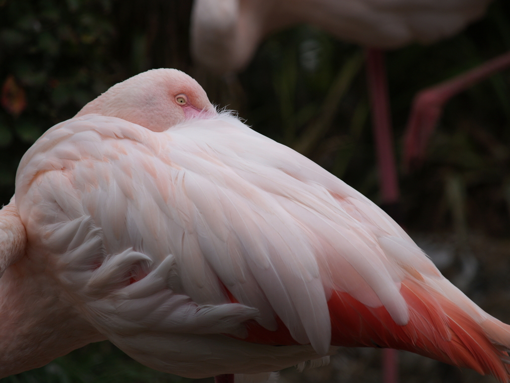 動物公園⑧