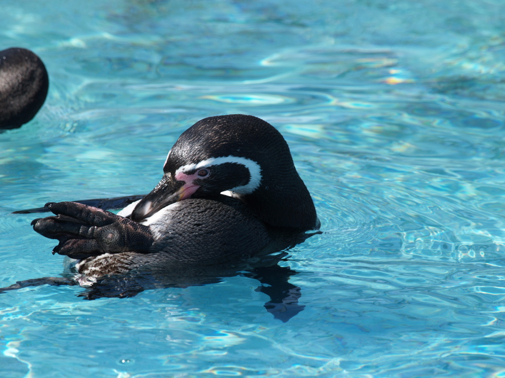 残暑の動物園②