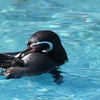 残暑の動物園②