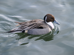 冬の水鳥①