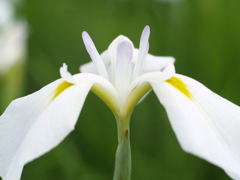 晴天下の花菖蒲④