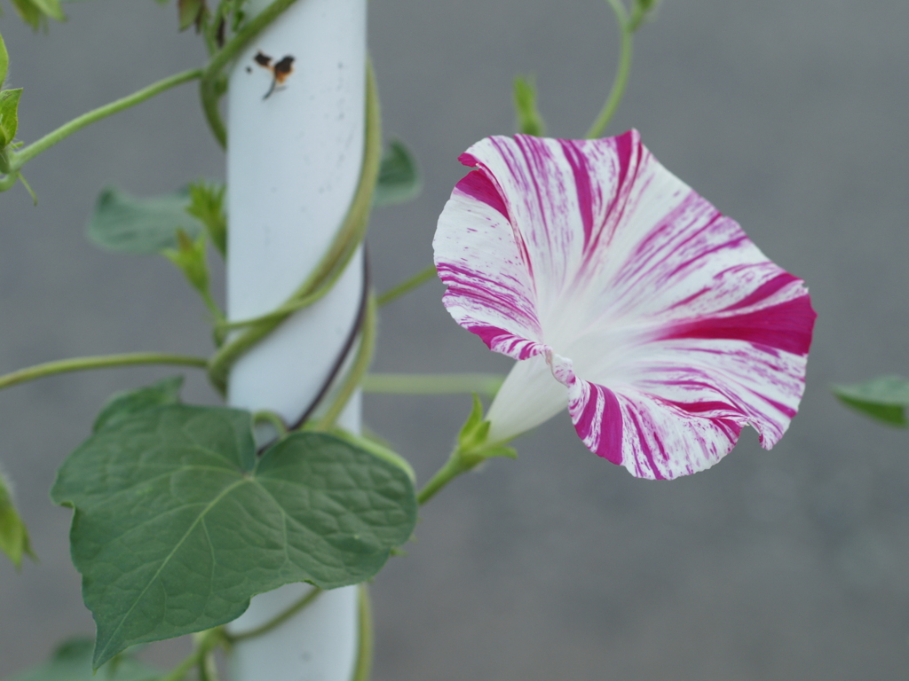 スッピンあさがおjupiter-9