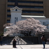 ギャラリー桜⑳