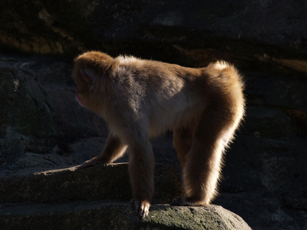 5M機で動物公園②