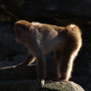 5M機で動物公園②