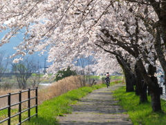 ギャラリー桜②