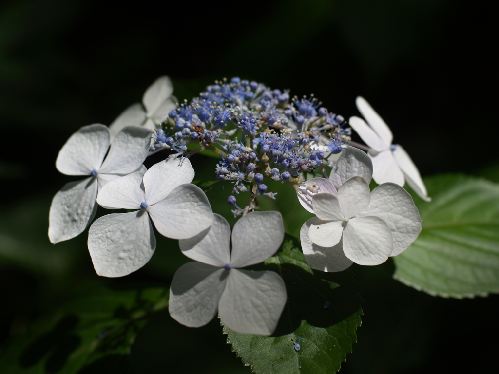 紫陽花と光②