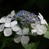 紫陽花と光②