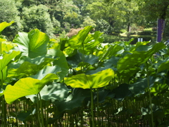 写真は現実に非ず