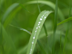 写真の砂漠化②