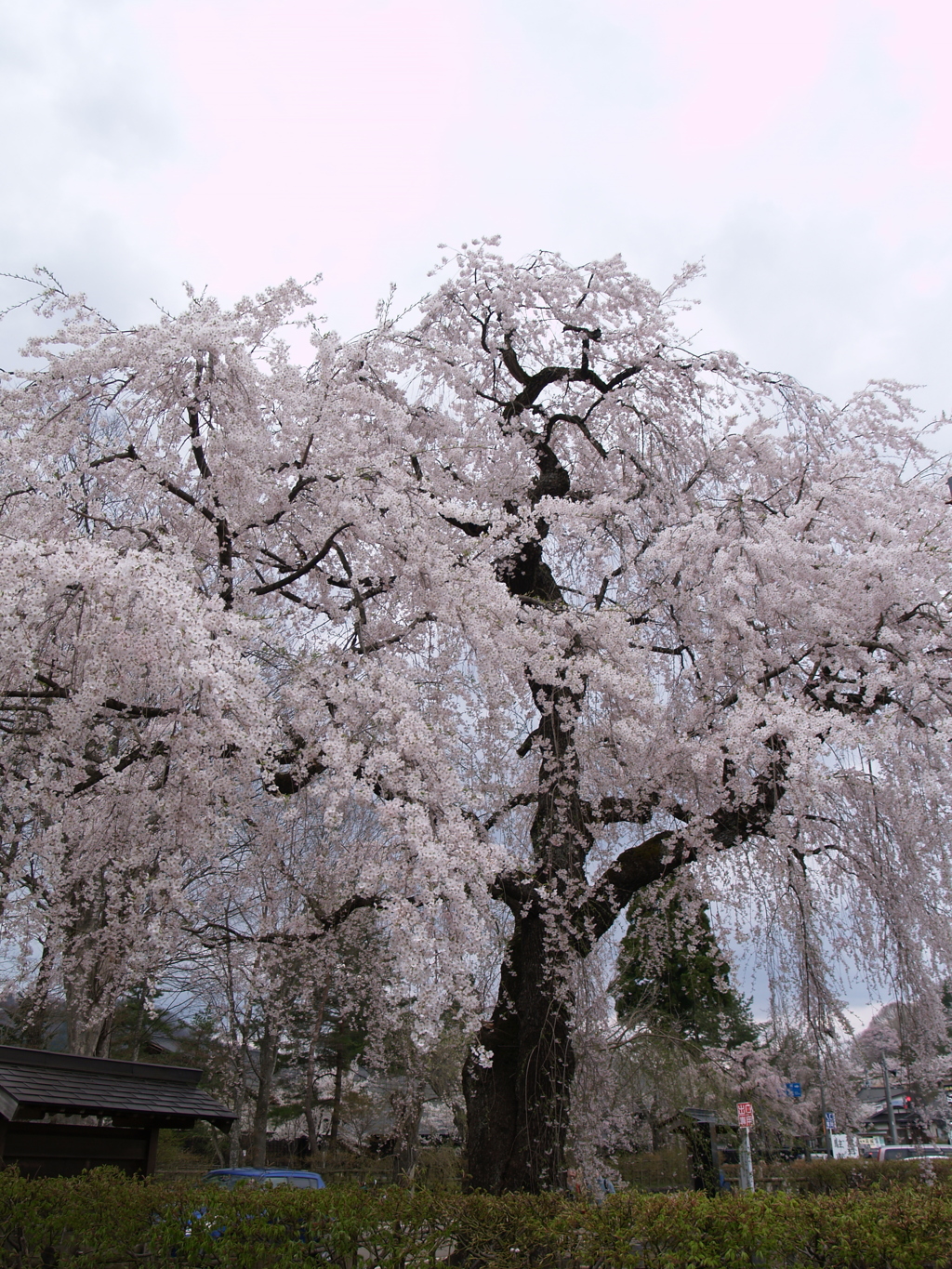桜のまち角館⑨
