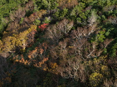 今日の八甲田④