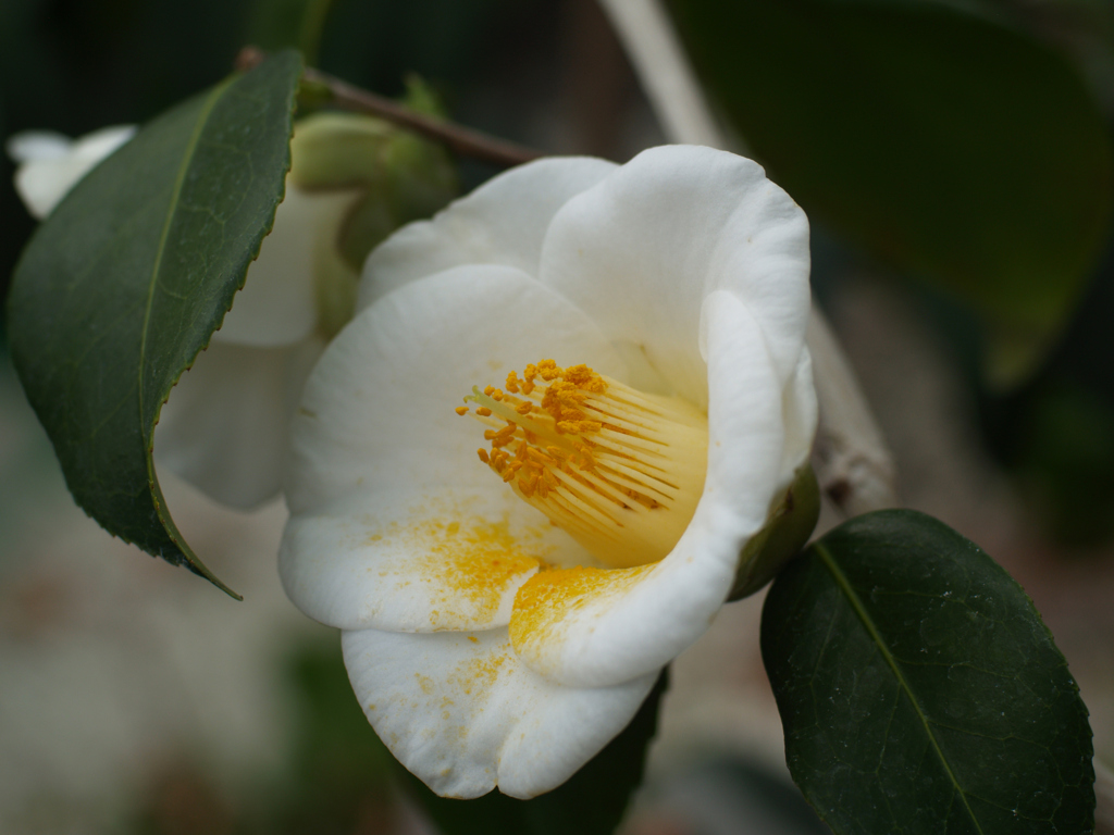 三陸・大船渡つばきまつり①