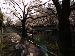市街地の桜⑦