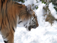 秋田_雪の動物園⑤