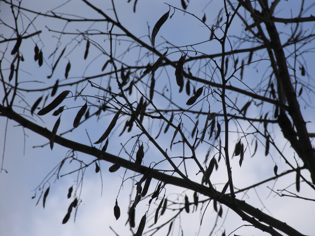 sample ccdに蛍石②