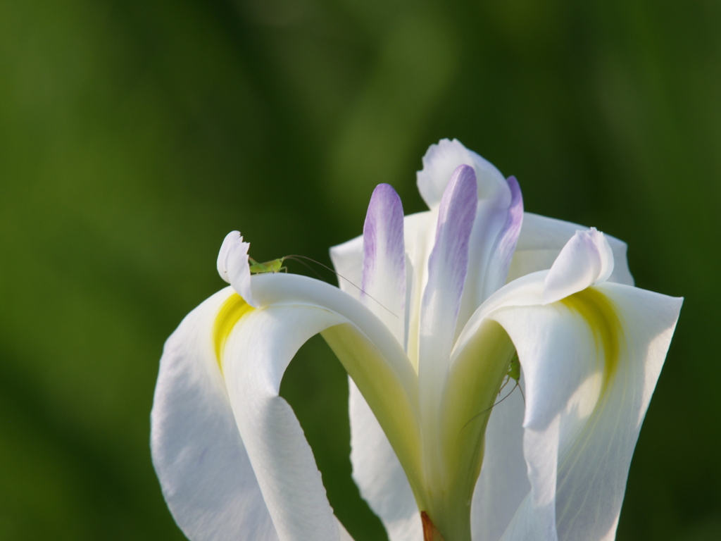花菖蒲の季節①