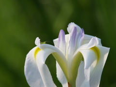 花菖蒲の季節①