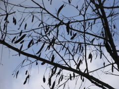 CCDの備忘録Pro1⑥