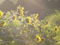 光の花①