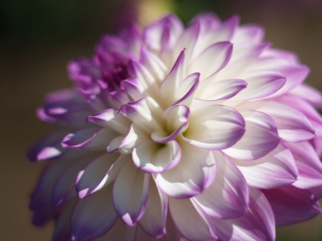 秋晴れ「秋田国際ダリア園」④