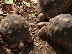 動物園の振り返り⑤