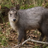 動物公園⑪