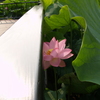 千秋公園⑤