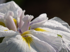 花菖蒲の季節⑧
