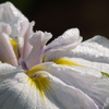 花菖蒲の季節⑧
