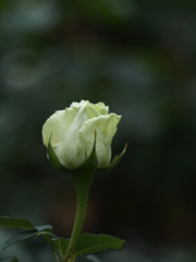 花巻温泉バラ園⑥