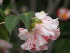 三陸・大船渡つばきまつり④