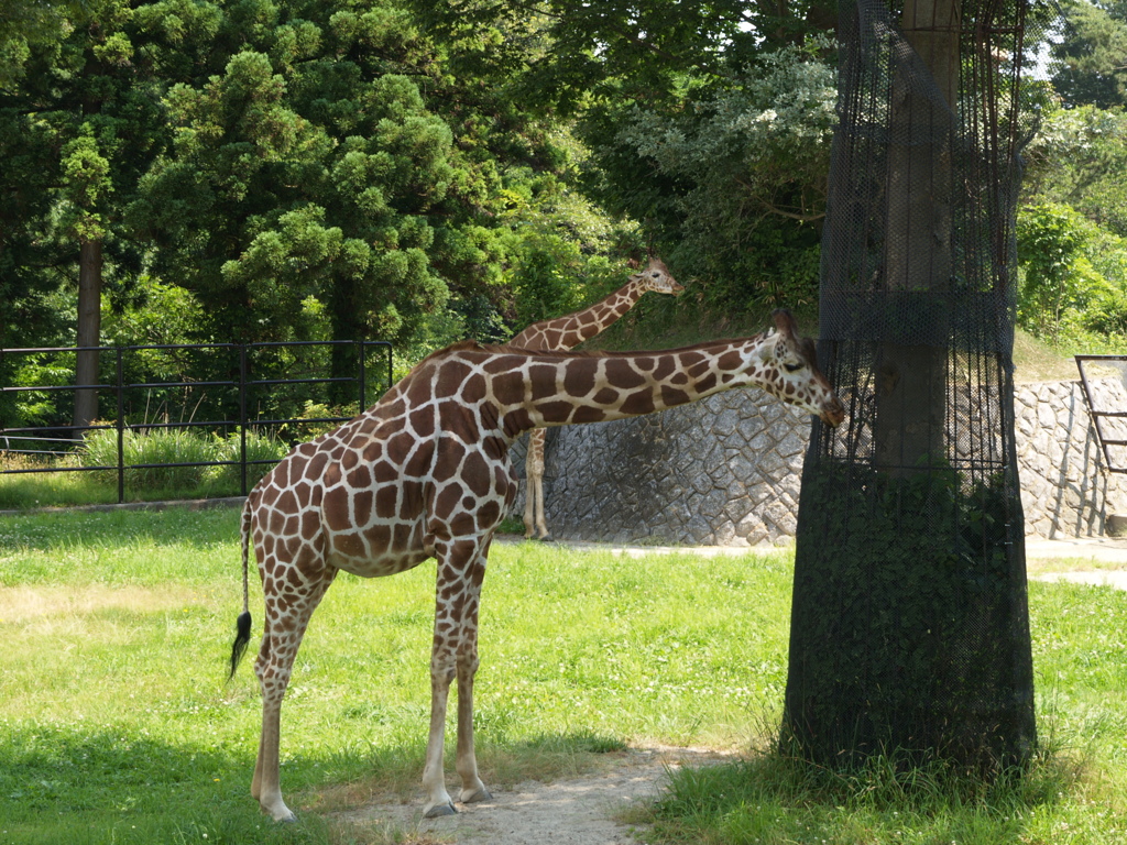 お散歩動物園③