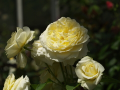 花巻温泉バラ園①