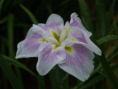 花弁の硬度・湿度