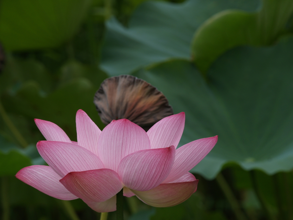 夏の終わりに①