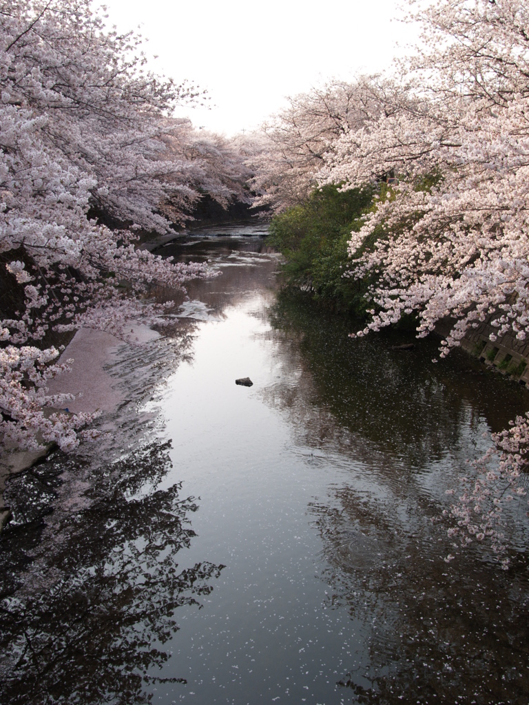 ギャラリー桜⑱