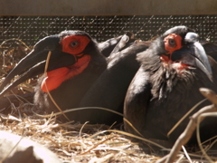 動物園の振り返り⑥