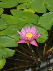 深大寺と神代植物公園⑧