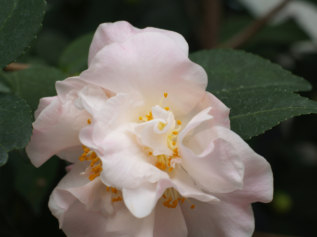 三陸・大船渡つばきまつり③
