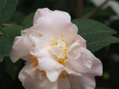 三陸・大船渡つばきまつり③